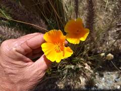 Eschscholzia californica californica