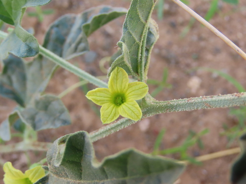 Wild cucumber (Cucumis africanus)