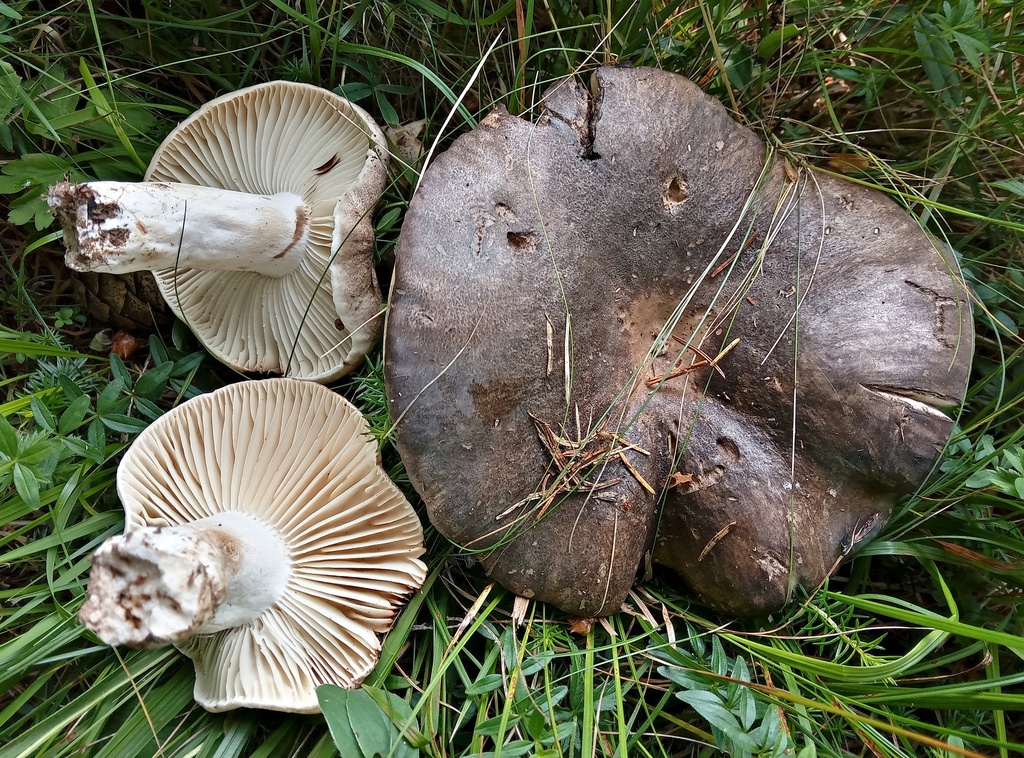 Blackening Russula from 1380 Cerknica, Slovenija on June 18, 2023 at 09 ...
