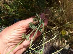 Eschscholzia californica californica