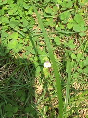 Mazus pumilus