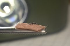 Cephalotes maculatus