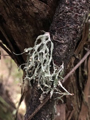 Ramalina inflexa