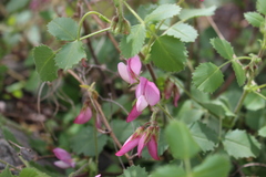 Ononis rotundifolia