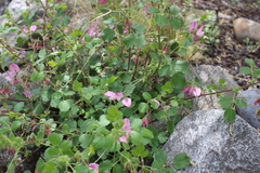 Ononis rotundifolia