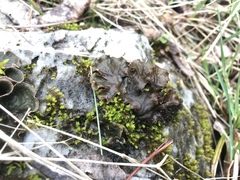 Peltigeraceae