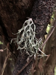 Ramalina inflexa