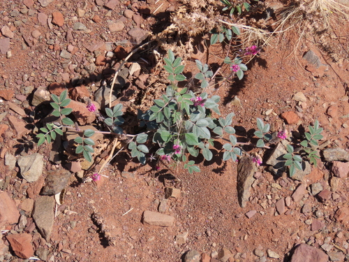 Image of Indigofera auricoma by no rights reserved