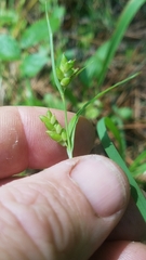 Carex crebriflora