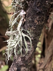 Ramalina inflexa