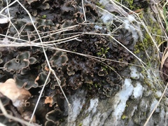 Peltigeraceae