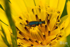 Cordylepherus viridis
