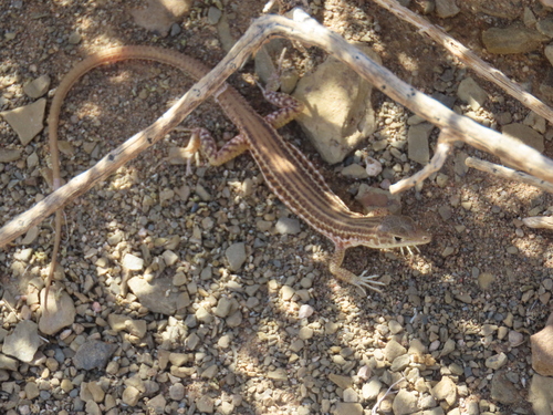 Namaqua Sand Lizard