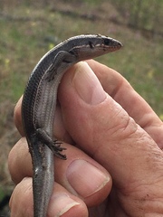 Plestiodon anthracinus