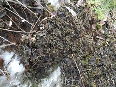 Peltigeraceae