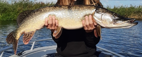 Northern Pike, Prinses Amaliabrug, 1536, 1525 Markenbinnen, Nederland, photo 9 of 10