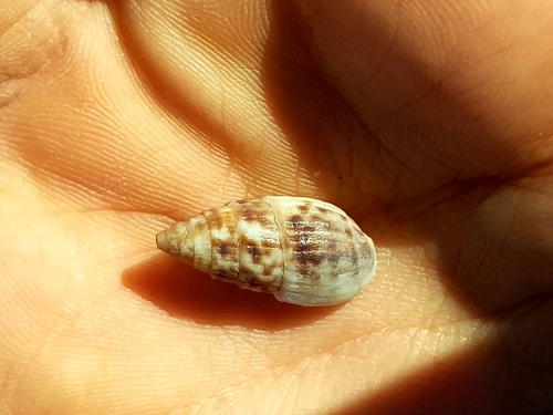 Otopleura mitralis observed 2024-04-18