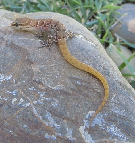 Banded Toed Gecko