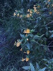 Diplacus longiflorus