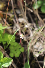 Micranthes stellaris robusta