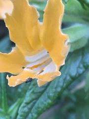 Diplacus longiflorus