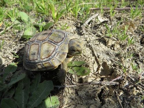 Morocco Tortoise