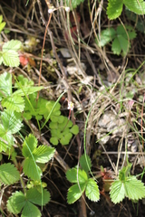 Micranthes stellaris robusta