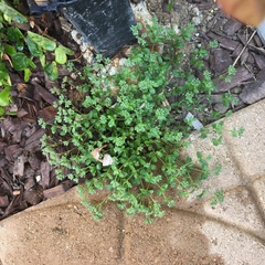 Polycarpon tetraphyllum tetraphyllum