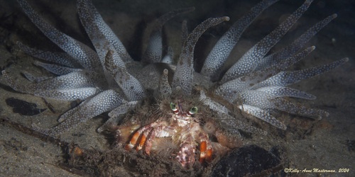 Photo of Anemone hermit crab (Dardanus pedunculatus)