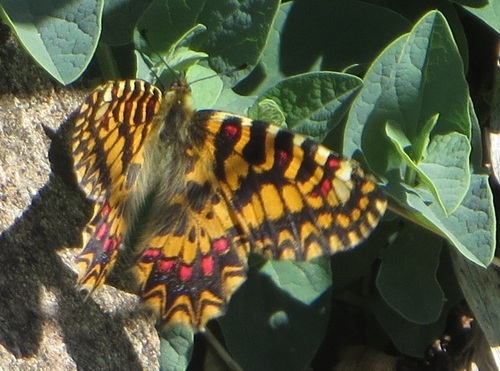 Zerynthia africana