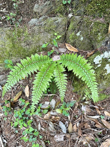 Polystichum tagawanum iNat (3)