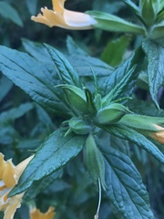 Diplacus longiflorus