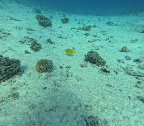 Slingjaw Wrasse — seen at this dive site