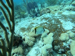 Chaetodon sedentarius