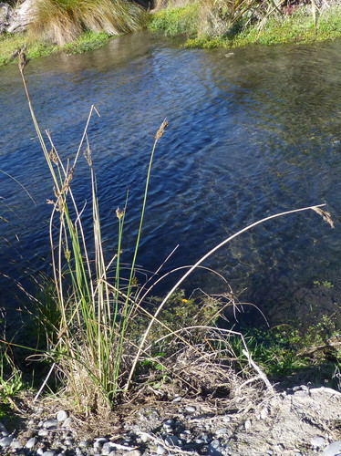 Pale rush (Juncus pallidus)