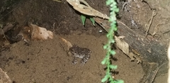 Oreobates quixensis