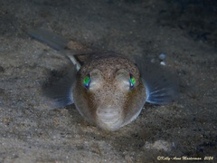 Brush-Tail Toadfish photo 5