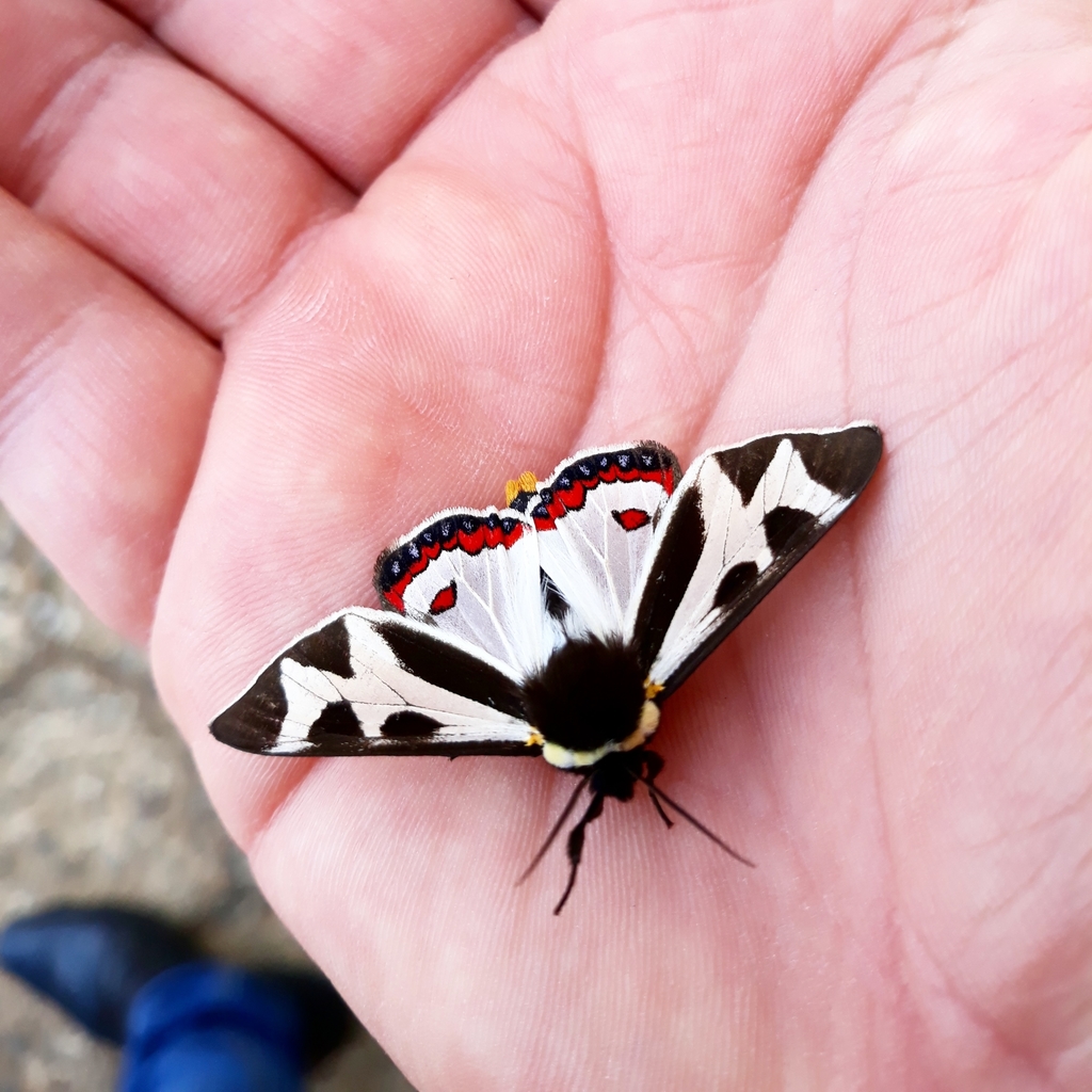 Dysschema innominatum