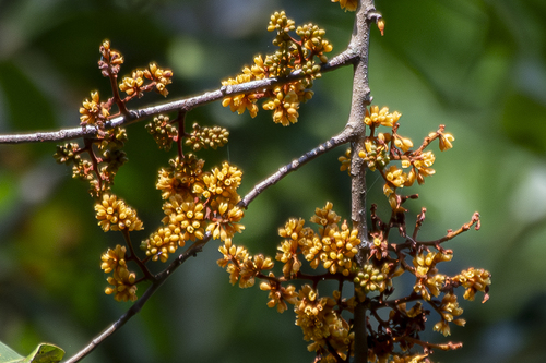Gymnacranthera observed 2024-04-15