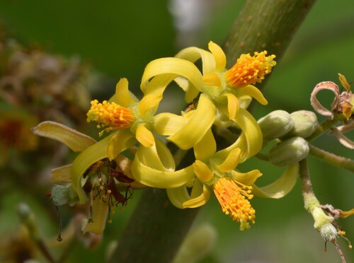 Grewia tiliifolia Vahl