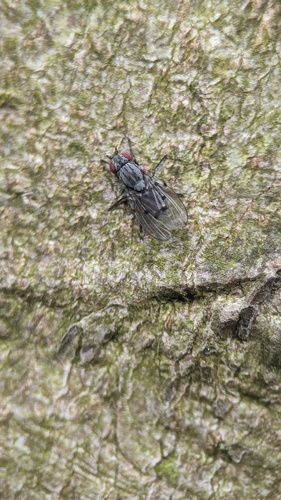 Odinia maculata