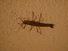 Peruphasma pentlandi