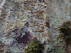 Brigantiaea chrysosticta