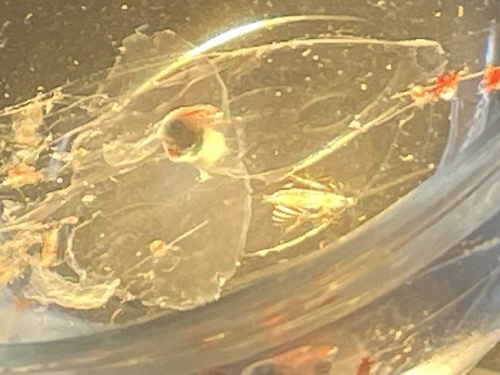 Cymbulia sibogae