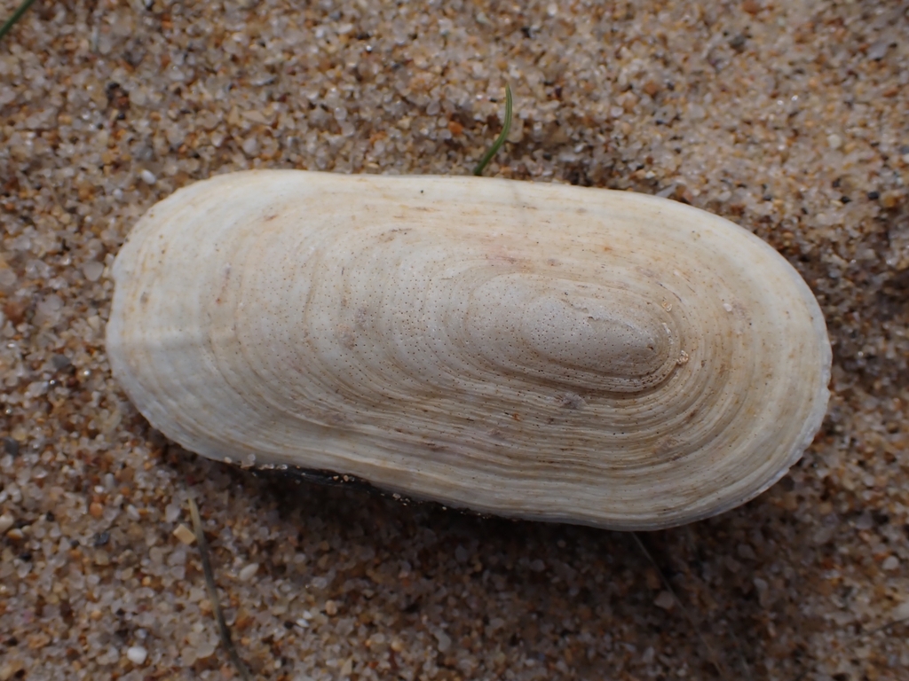 Elephant Snail from Connewarre VIC 3227, Australia on April 21, 2024 at ...