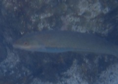 Halichoeres dispilus