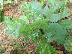 Alectryon excelsus excelsus