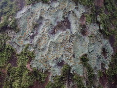 Brigantiaea chrysosticta