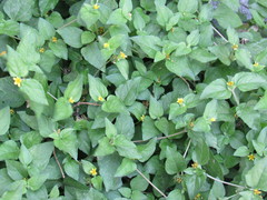 Calyptocarpus vialis