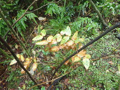 Melampsora hypericorum